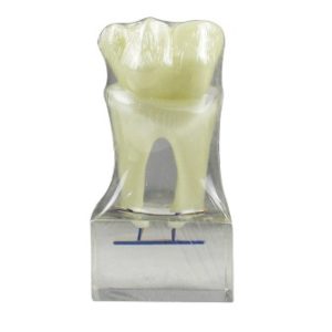 Product List Hexaploid tooth nerve model A7023 back