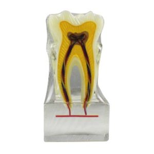 Product List Hexaploid tooth nerve model A7023 front