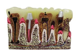 Product List Pathological model A4007 2 front